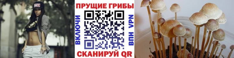 Галлюциногенные грибы Psilocybe  Купить  Боровичи 